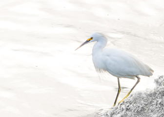 Egret on the beach