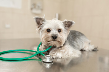 A cute dog breed Yorkshire Terrier is lying on the table with a stethoscope in a veterinary clinic..Inspection in a veterinary clinic. Happy dog vet..Blurred Background