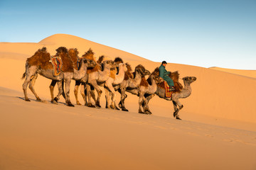 Gobi desert , Mongolia 