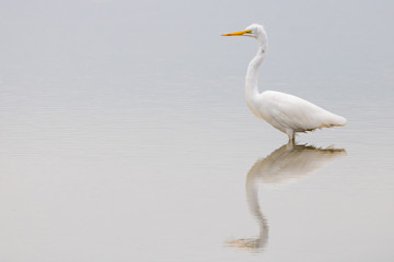 great blue heron in the water