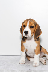 Fototapeta na wymiar little cute tricolor Beagle puppy, sad look.