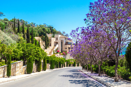 Cyprus Republic. Pissouri village. The road leads to the sea along flowering trees. Mediterranean seacoast. Pissouri resort. Tourism. Travelling by car to Cyprus. Cyprus landmarks.