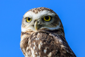burrowing owl in close up