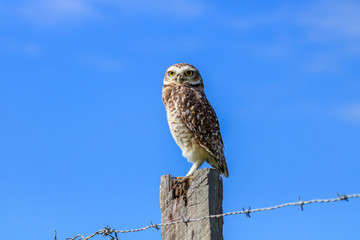 burrowing owl
