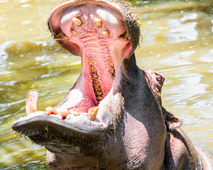 Fototapeta premium hippo in the water showing teeth