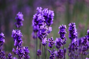 blühender Lavendel im Sommer