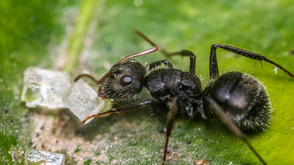 ant on leaf