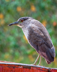 great blue heron