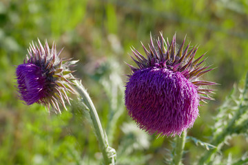 Mariendistel, Christi Krone, lila Blüte auf einer Wiese