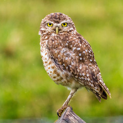 portrait of an owl