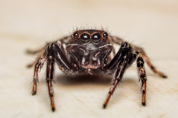 spider isolated on white background