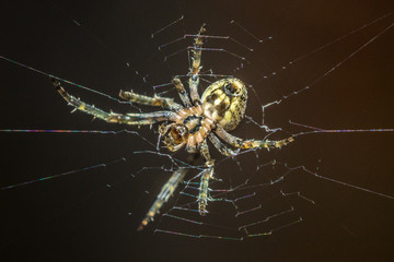 spider on web