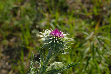 Mariendistel, Christi Krone, lila Blüte auf einer Wiese