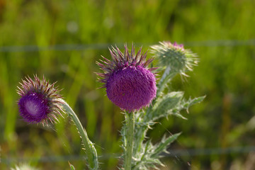 Mariendistel, Christi Krone, lila Bl&uuml;te auf einer Wiese