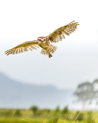 flying Owl on blue sky background