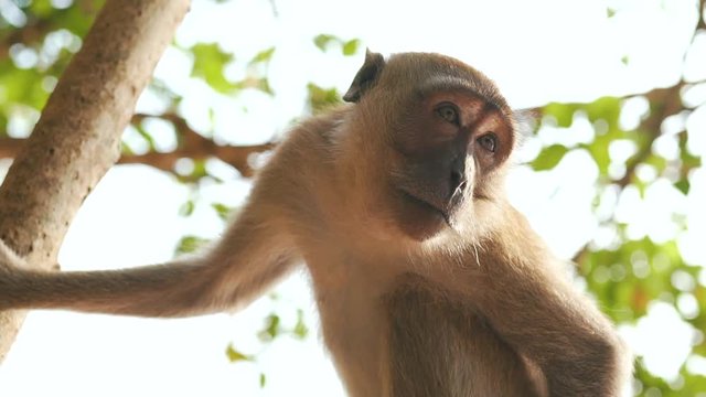 monkey on the tree close up