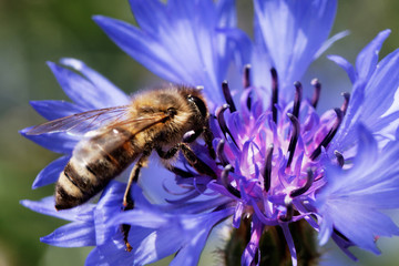 Bee sitting on the blue bachelor button flower