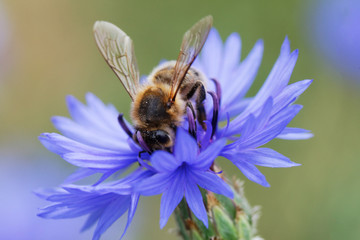 Bee sitting on the blue bachelor button flower - obrazy, fototapety, plakaty