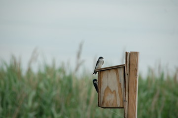 swallows on a nest box 