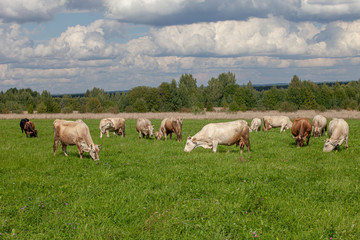 Fototapeta na wymiar cows under bllue sky