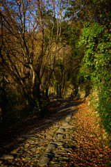Sentiero che si perde nel bosco in veste autunnale
