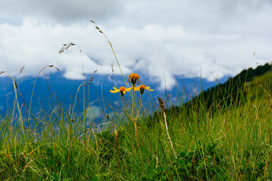 Arnica in primo piano in un prato montano