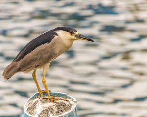 great blue heron on the beach