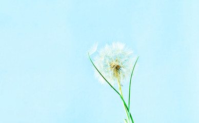 Creative blue background with white dandelions inflorescence. Concept for festive background or for project.