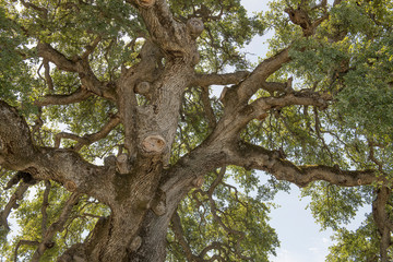Fototapeta na wymiar Ancient Blue Oak