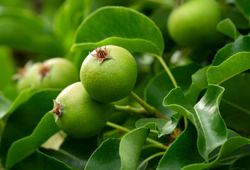 Unripe pear in summer time