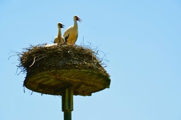 Störche in Nest