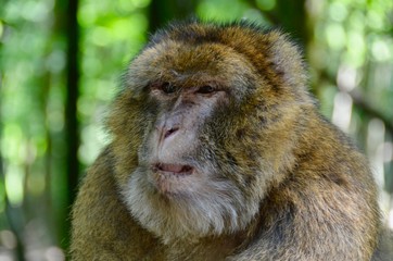 Berberaffe