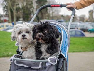 Zwei Yorkshire Terrier in einem blauen Kinderwagen