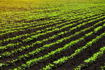 Field of young shoots of soy. Rows of soybean plants growing in a field in the rays of the sun.