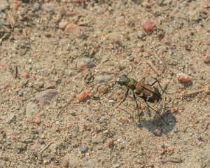 Cicindela maritima Dejean