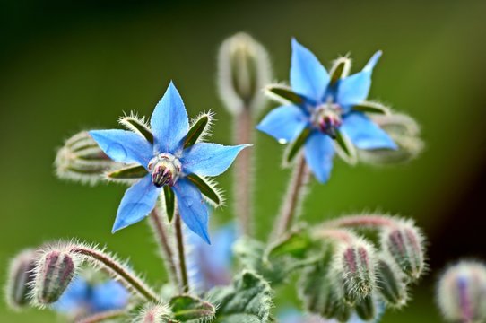 Borage borago officinalis starflower edible flower with bright blue petals on natural green background