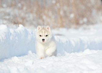 dog in snow