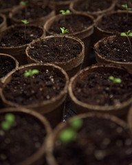 Planting flowers from seeds