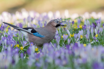 Eichelhäher auf einer Krokus-Wiese