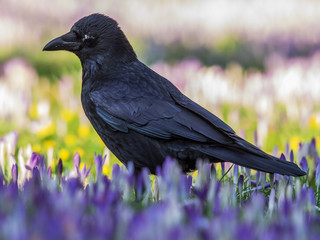 Schwarzer Rabe auf einem Krokus-Feld