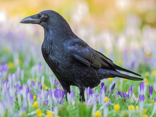 Schwarzer Rabe auf einem Krokus-Feld