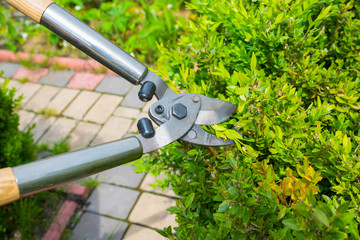 A man working with garden shears on bushes on a sunny day. Garden work.