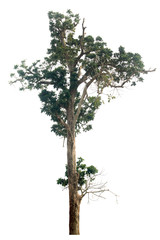Obraz premium Tree on white scene with clipping path.