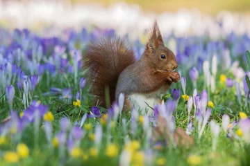 Foto auf Acrylglas Eichhörnchen in einem Krokusfeld © poinz