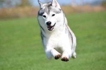 siberian husky dog on green grass