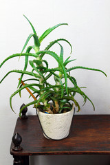 home plant shrub aloe vera herb leaves in a white pot in the interior of the room against the gray wall
