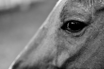 Horse in pen and stable