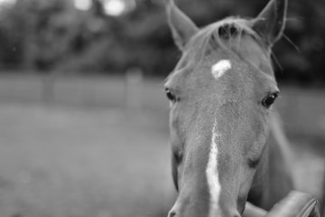 Obraz premium Horse in pen and stable