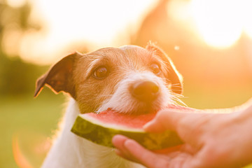 Summer, fun, pet concept - dog eating fresh watermelon from woman hand