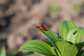 Two red beetles sit on a green leaf. Love insects.